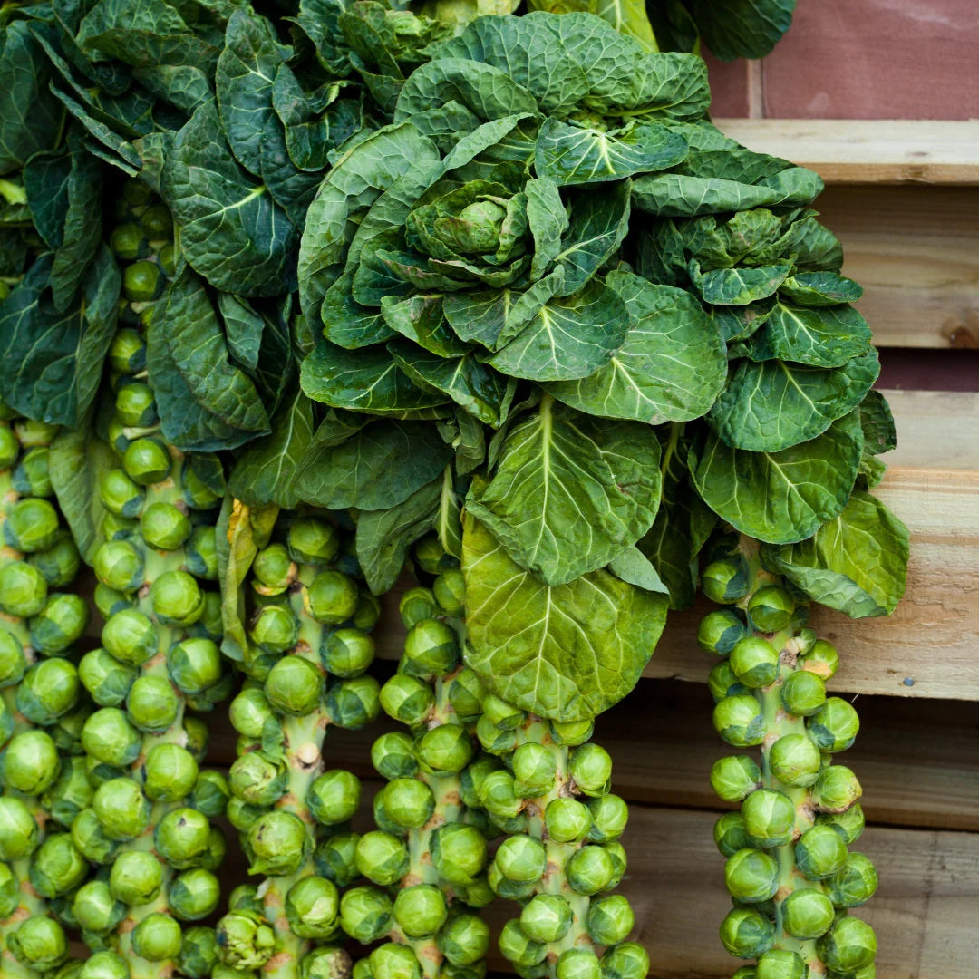 Long Island Improved Brussels Sprouts