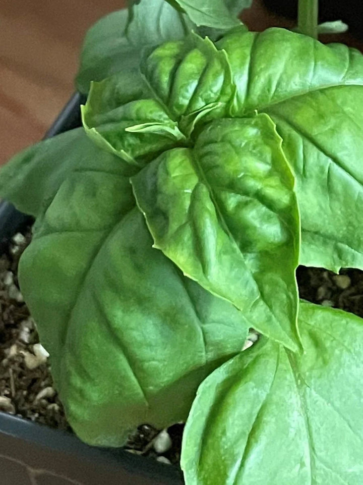 Mammoth Basil