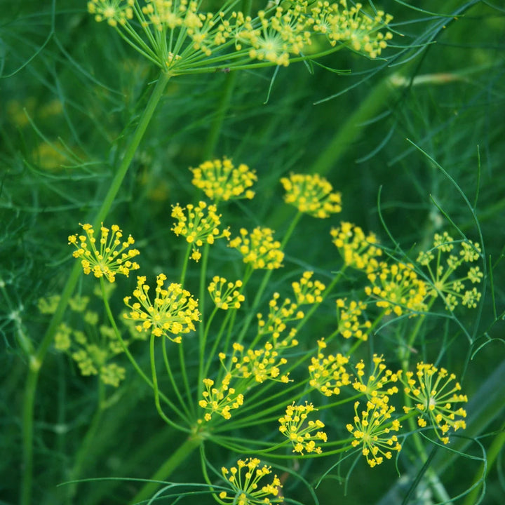 Mammoth Dill