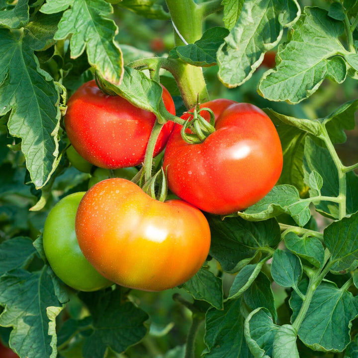 Manitoba Tomato