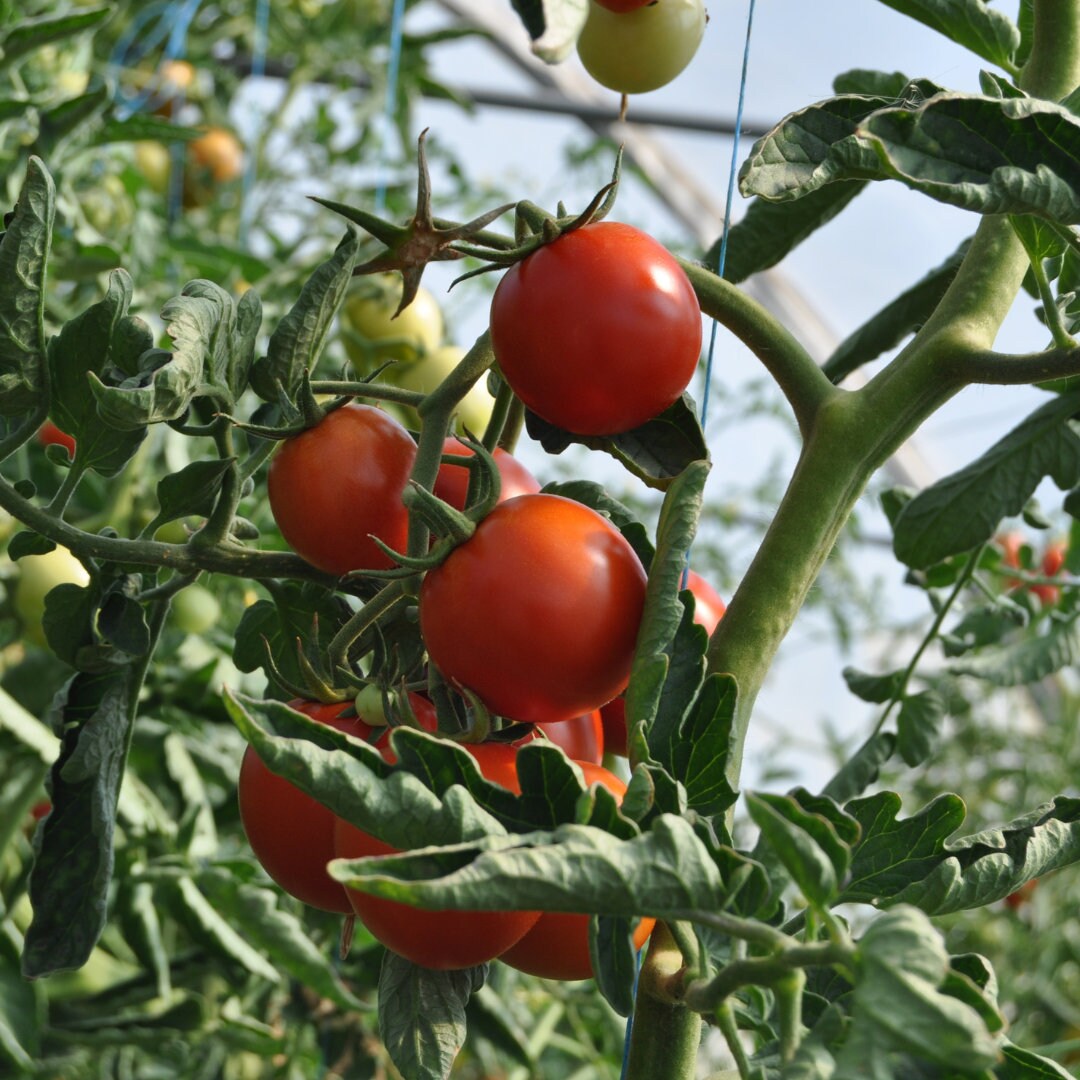 Manitoba Tomato