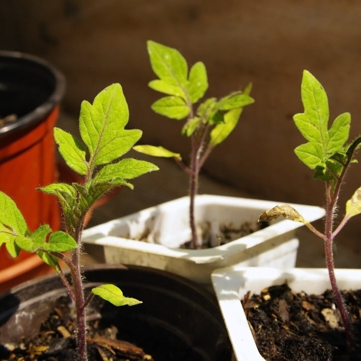 Manitoba Tomato