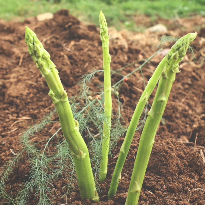 Mary Washington Asparagus