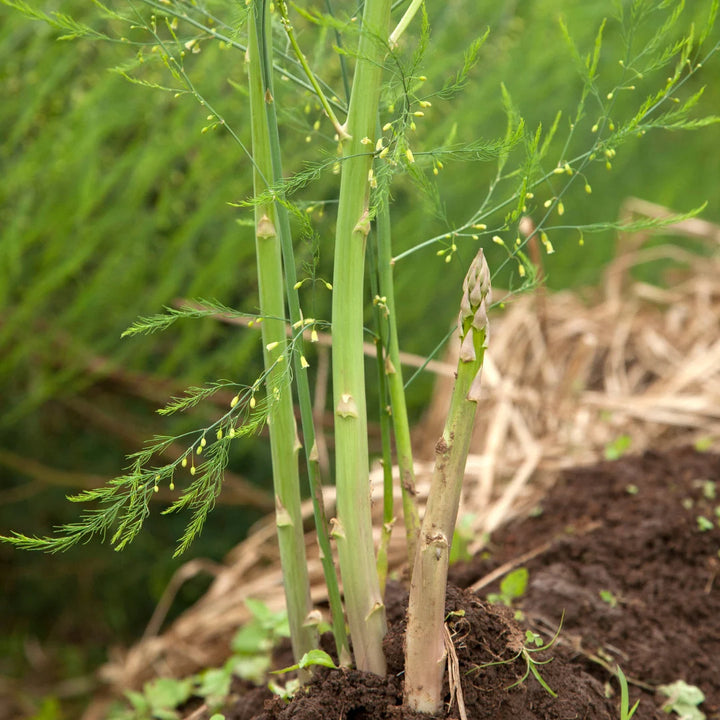 Mary Washington Asparagus