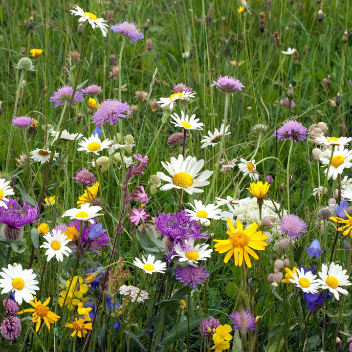 Meadow Mix