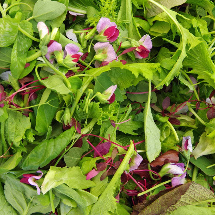 Mesclun Mix