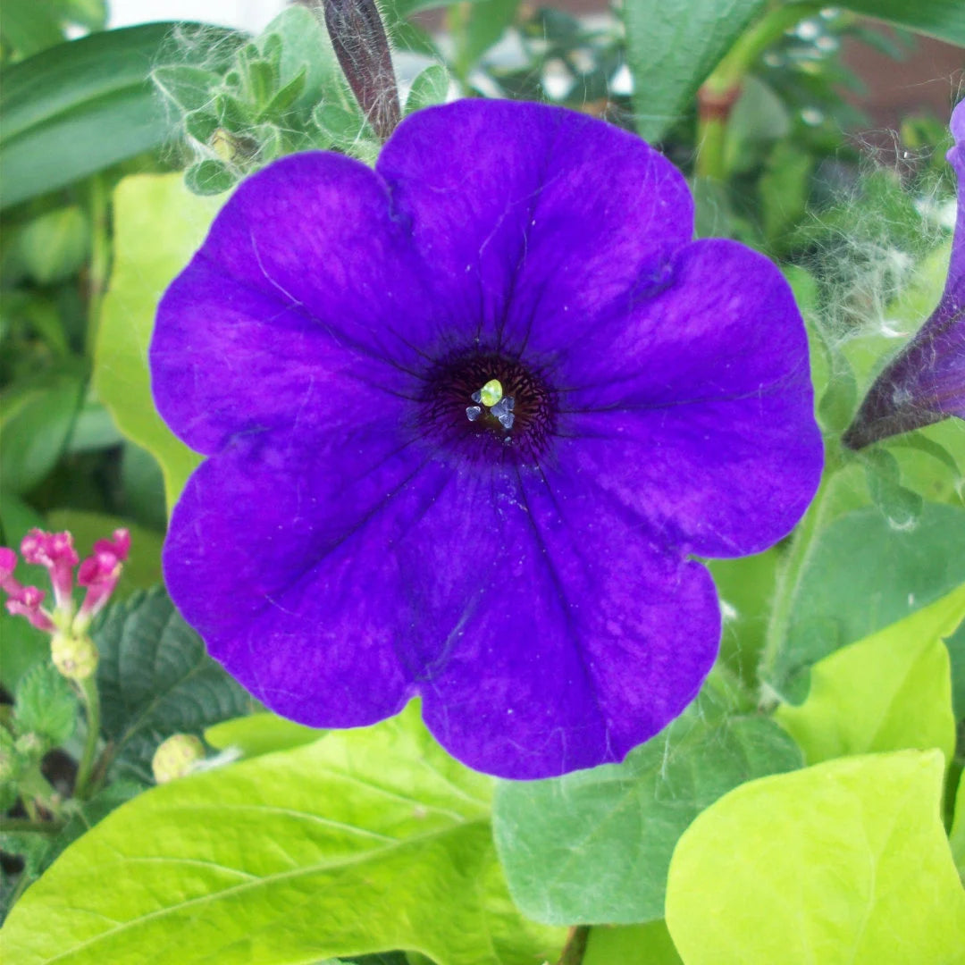 Dreams™ Midnight Hybrid Petunia