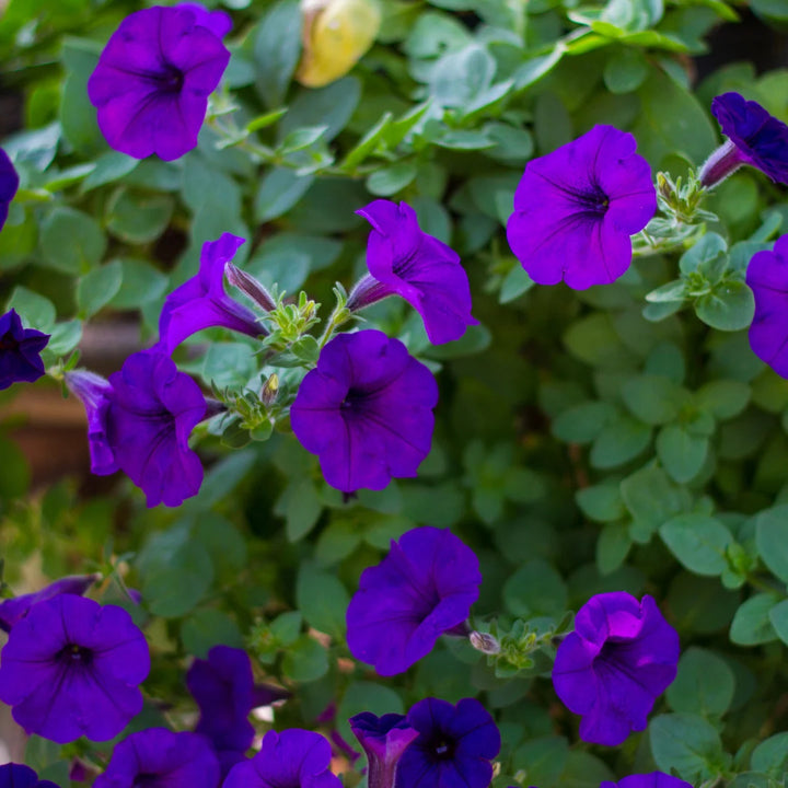 Dreams™ Midnight Hybrid Petunia