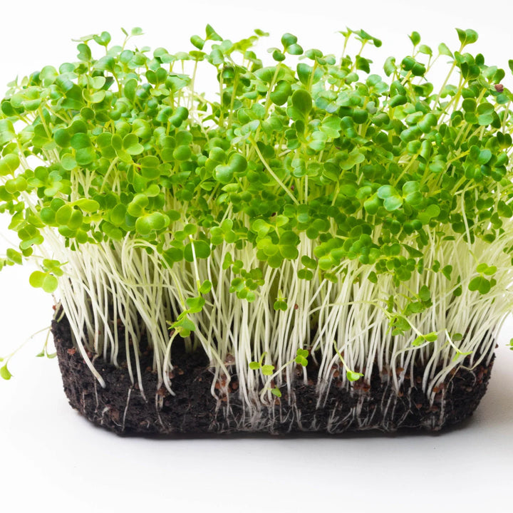 Mild Microgreen Blend