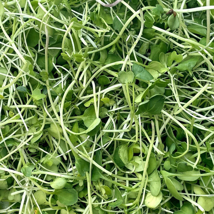 Mild Microgreen Blend