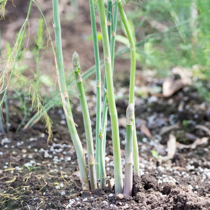 Millennium Hybrid Asparagus