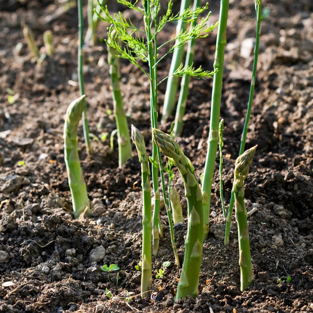 Millennium Hybrid Asparagus