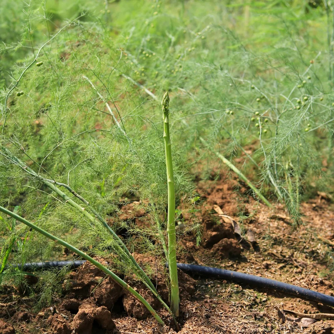 Millennium Hybrid Asparagus