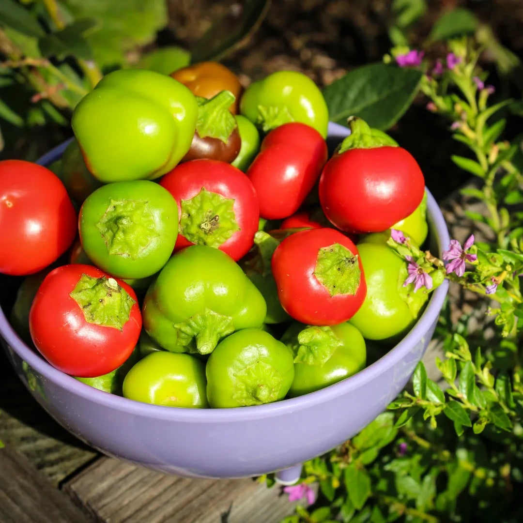 Sweetie Pie Mini Bell Pepper