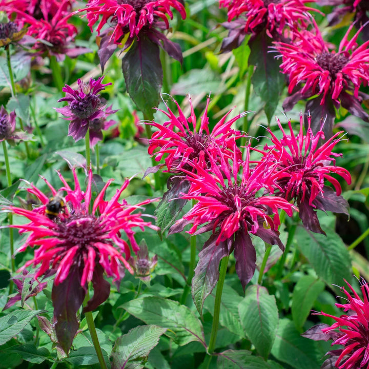 Panorama Mix Monarda