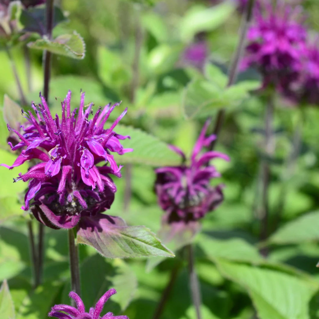 Panorama Mix Monarda