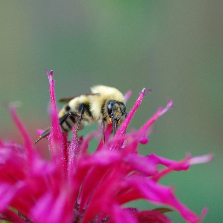 Panorama Mix Monarda