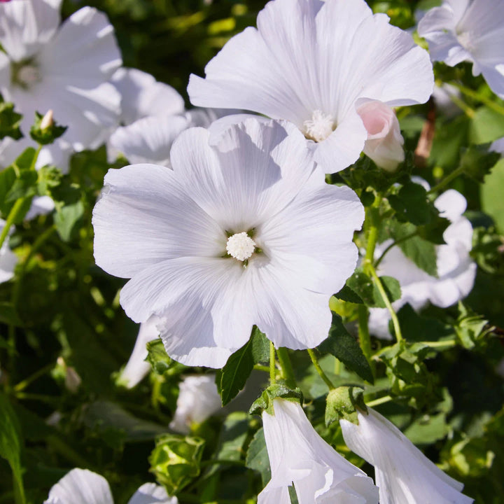 Mont Blanc Lavatera