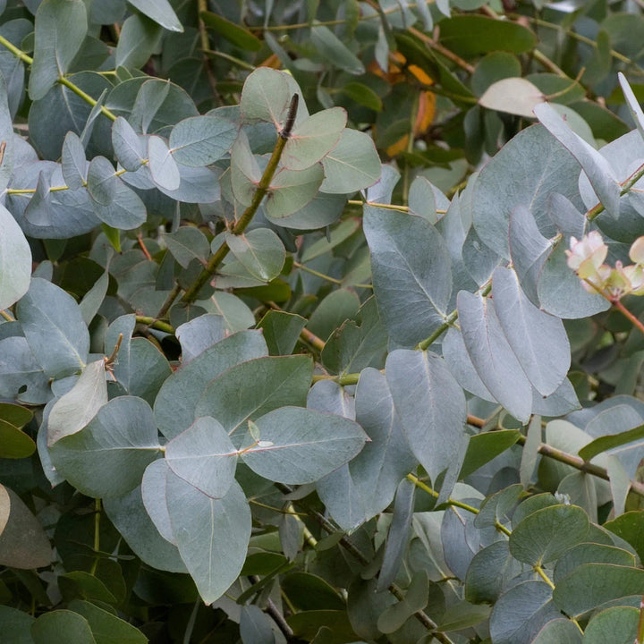 Moon Lagoon Eucalyptus