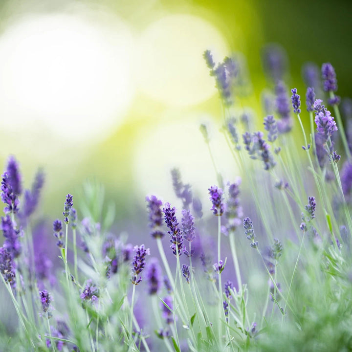 Dwarf Munstead Lavender