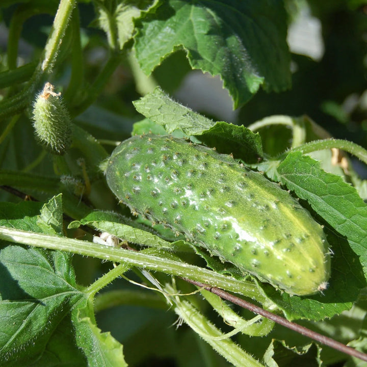 National Pickling Cucumber