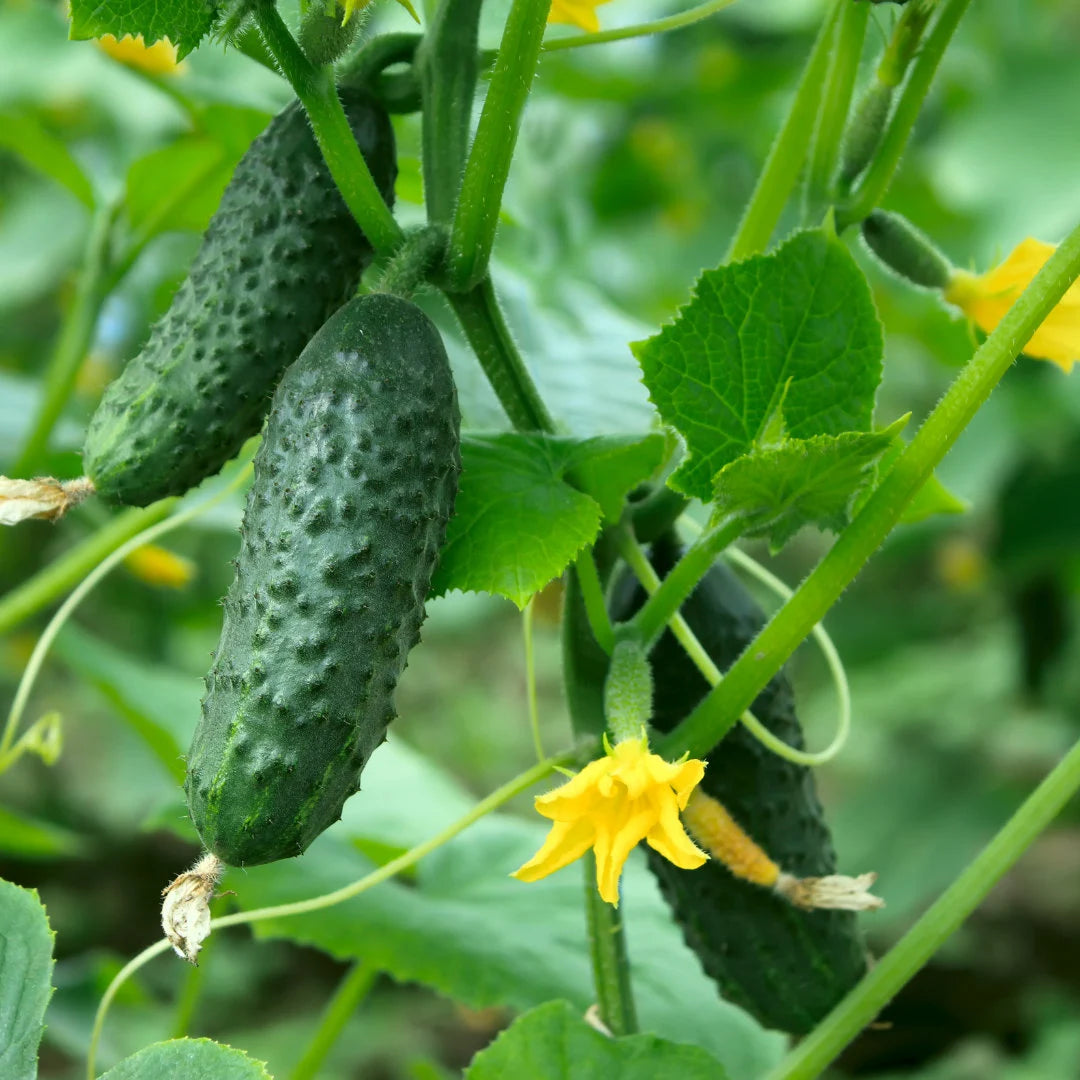 National Pickling Cucumber