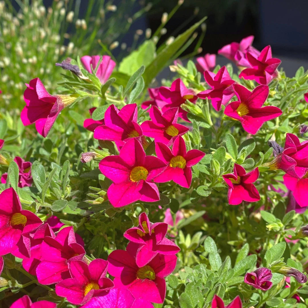 Dreams™ Neon Rose Petunia