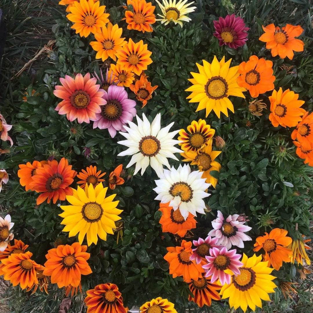 Gazania New Day Mix