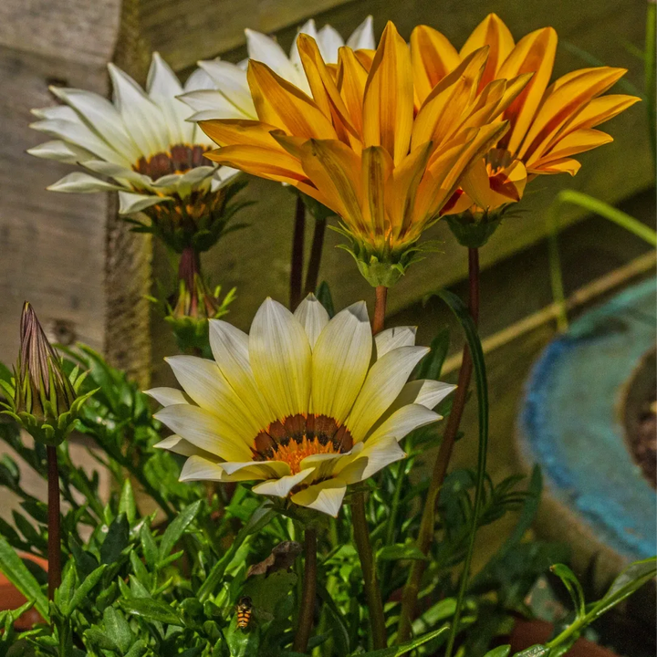 Gazania New Day Mix