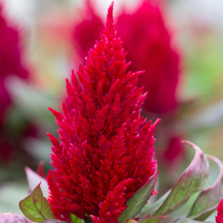 New Look™ Celosia