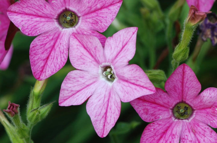 Sensation Mix Nicotiana