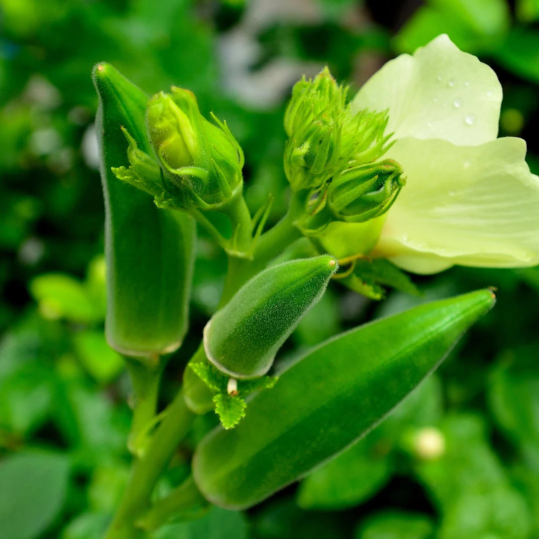 Clemson Spineless Okra