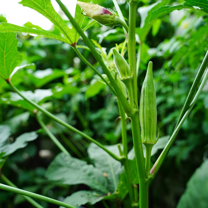 Clemson Spineless Okra