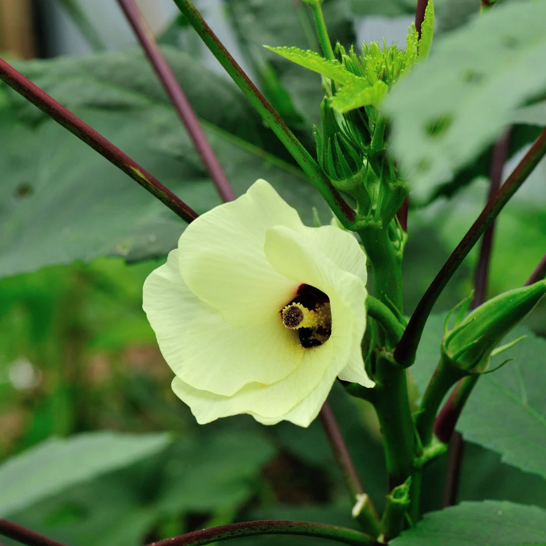 Clemson Spineless Okra