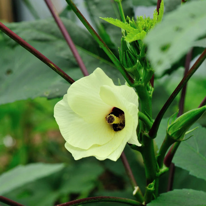 Clemson Spineless Okra