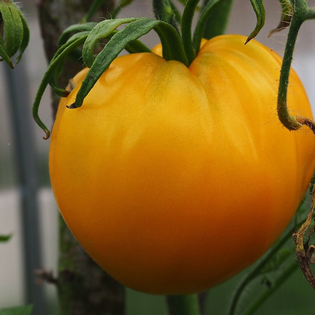 Old Striped German Tomato