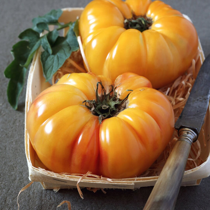 Old Striped German Tomato