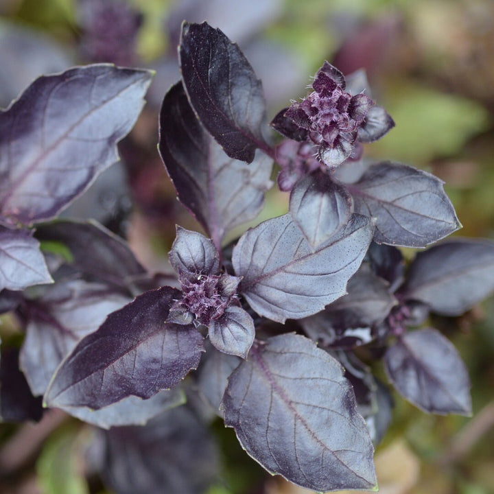 Opal Basil