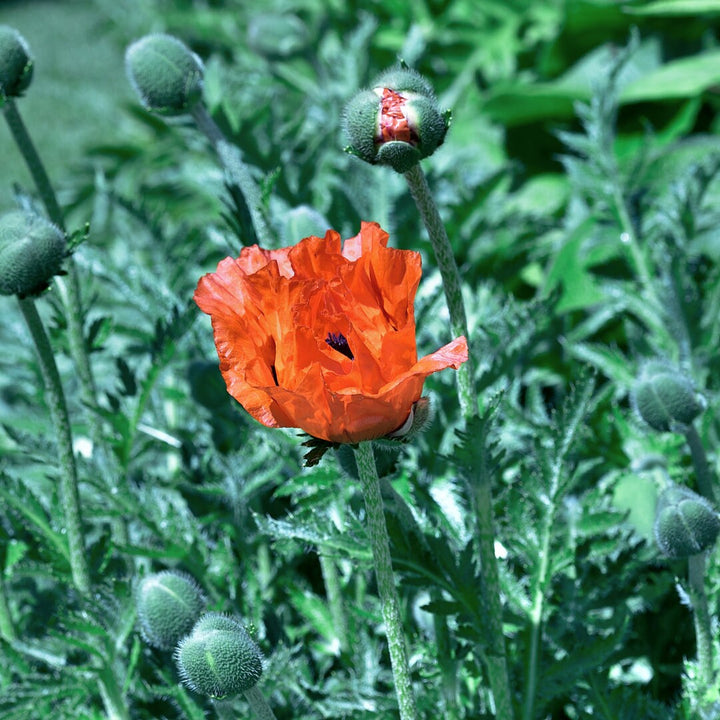 Oriental Poppy Mix