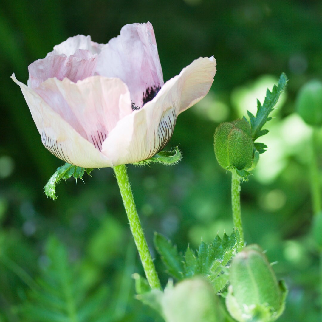 Oriental Poppy Mix