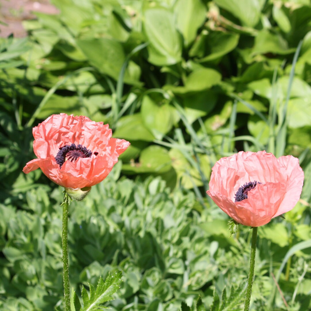 Oriental Poppy Mix