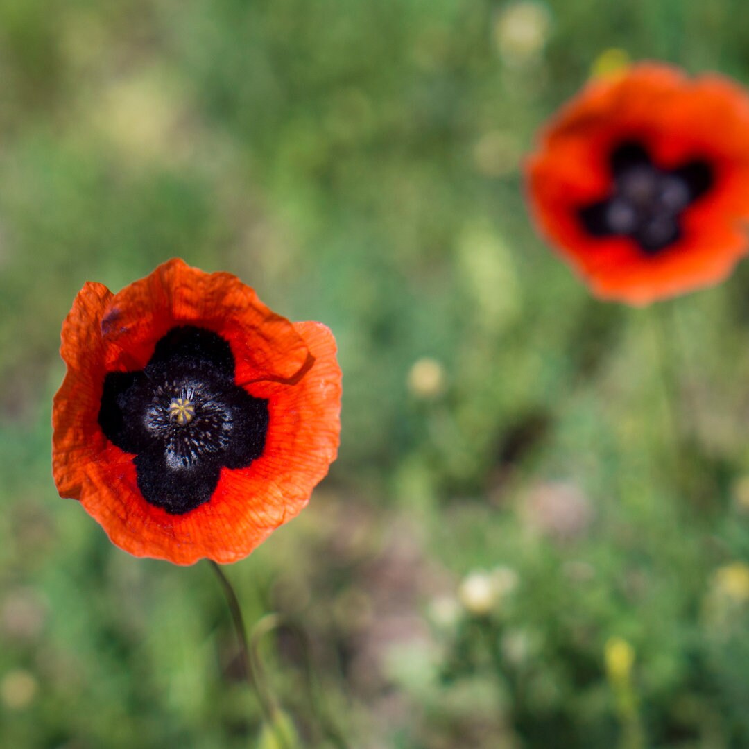 Oriental Poppy Mix