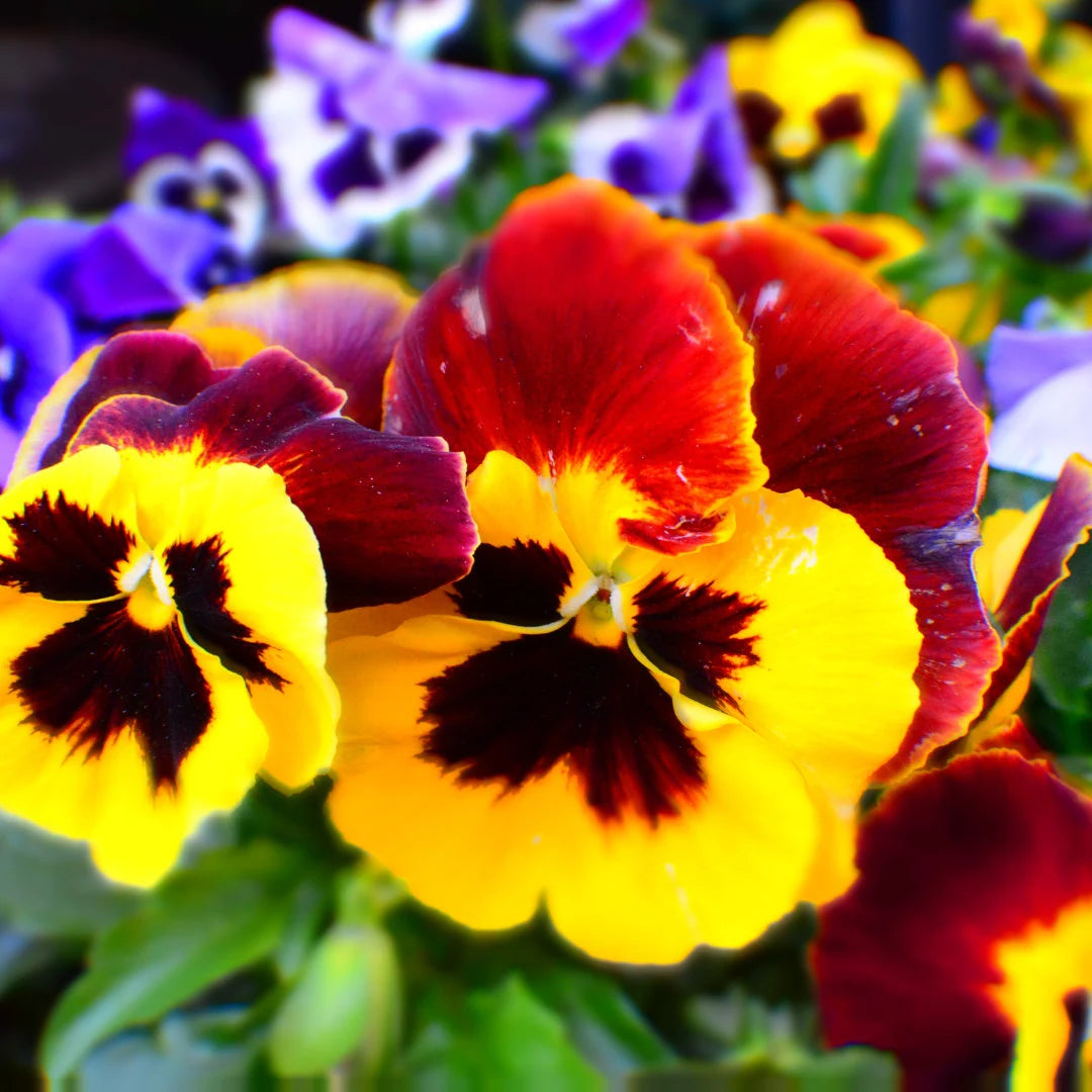 Swiss Giant Pansy