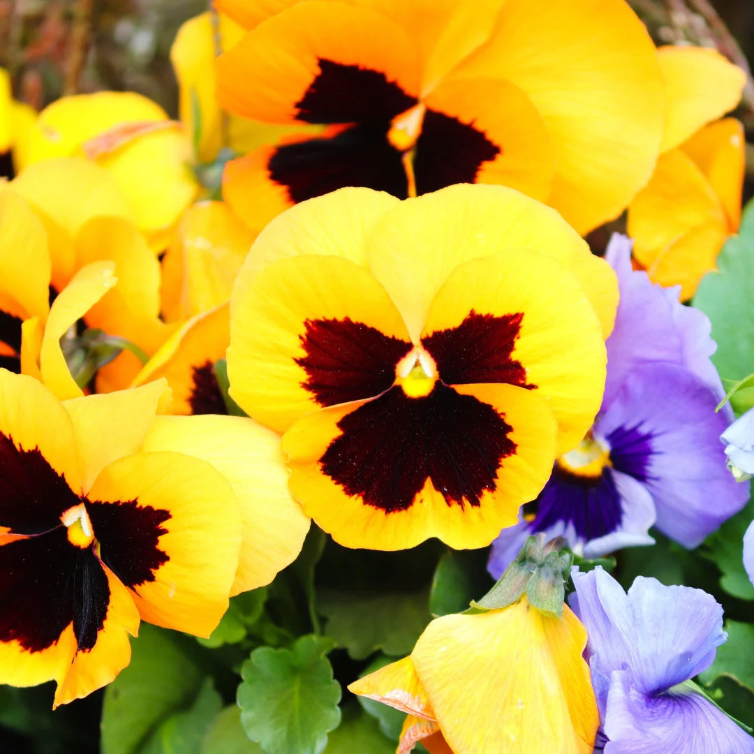 Swiss Giant Pansy