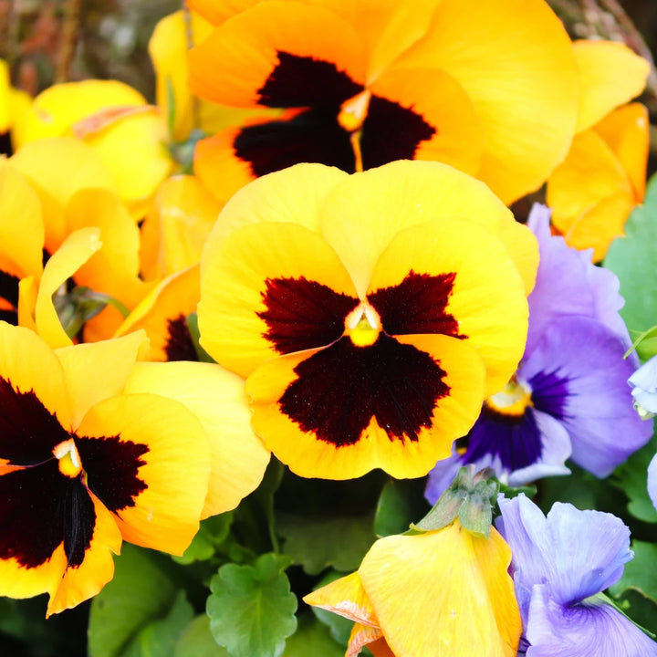 Swiss Giant Pansy