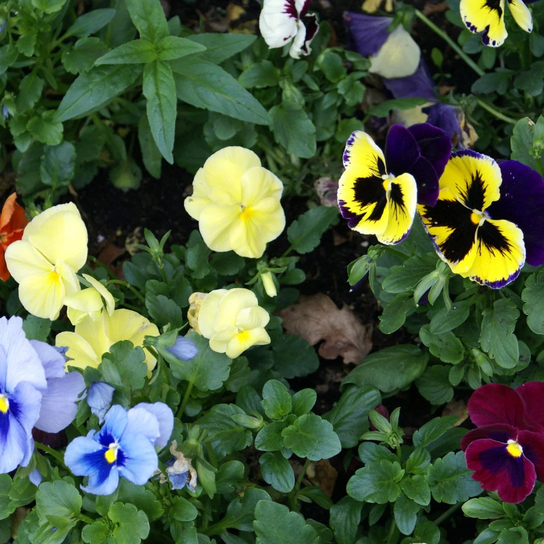 Swiss Giant Pansy