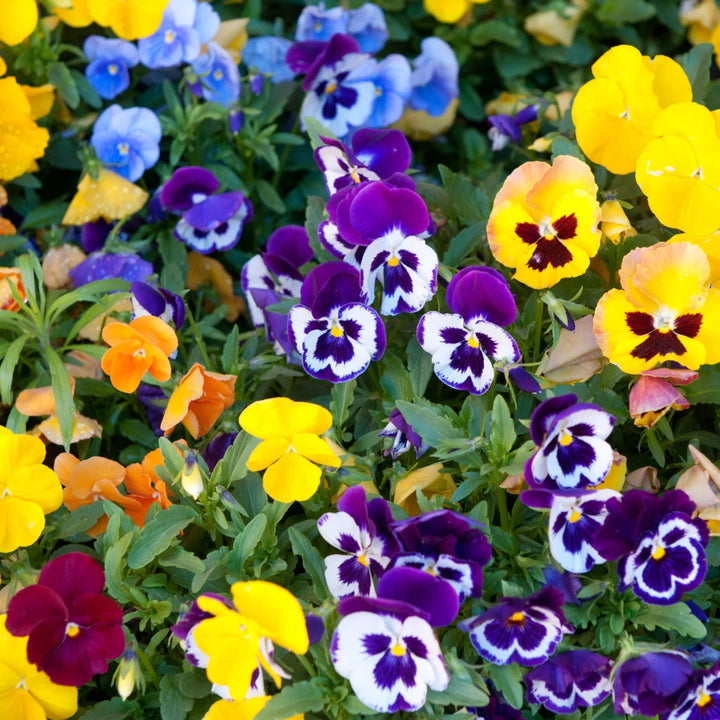 Swiss Giant Pansy