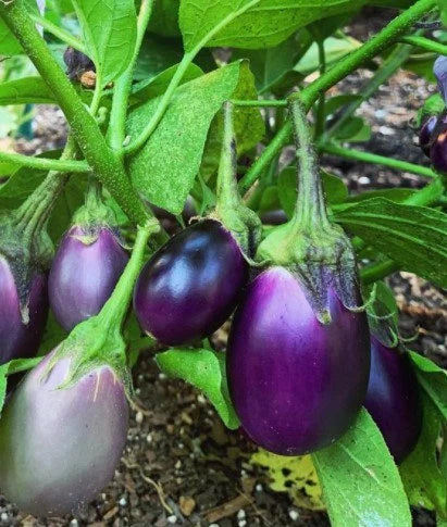 Patio Baby Eggplant