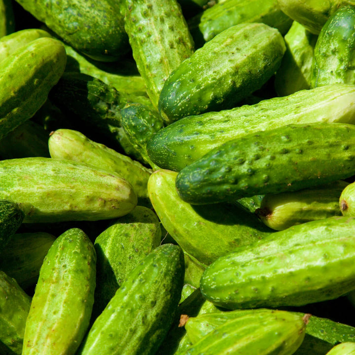 Patio Snacker Hybrid Cucumber