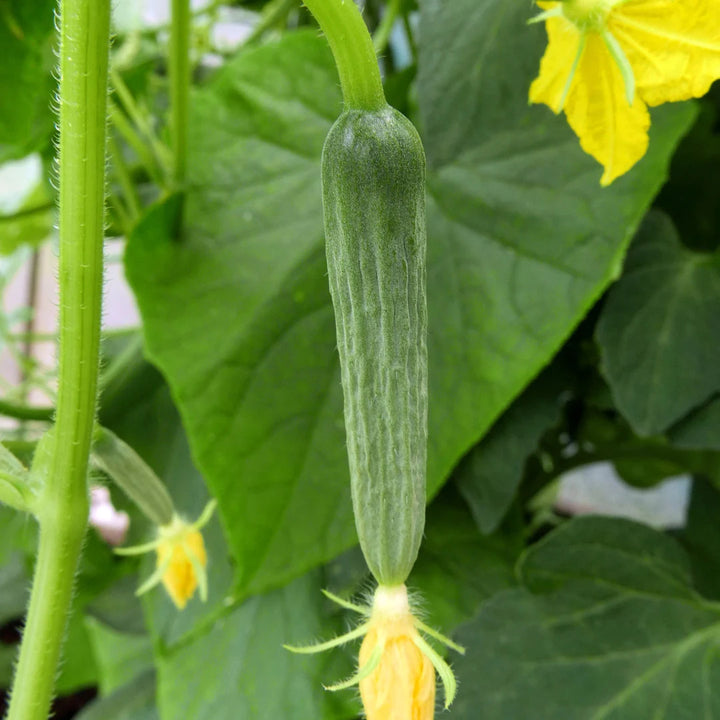 Patio Snacker Hybrid Cucumber